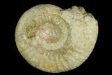 Ammonite (Orthosphinctes) Fossil - Germany #125606-1